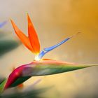 Bird of Paradise