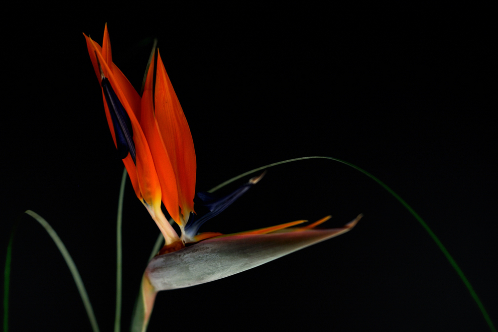 bird-of-paradise flower