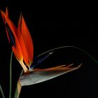 bird-of-paradise flower