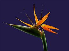 Bird of Paradise Flowers