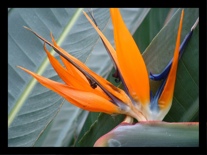 Bird of Paradise Full Size