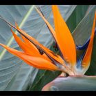 Bird of Paradise Full Size