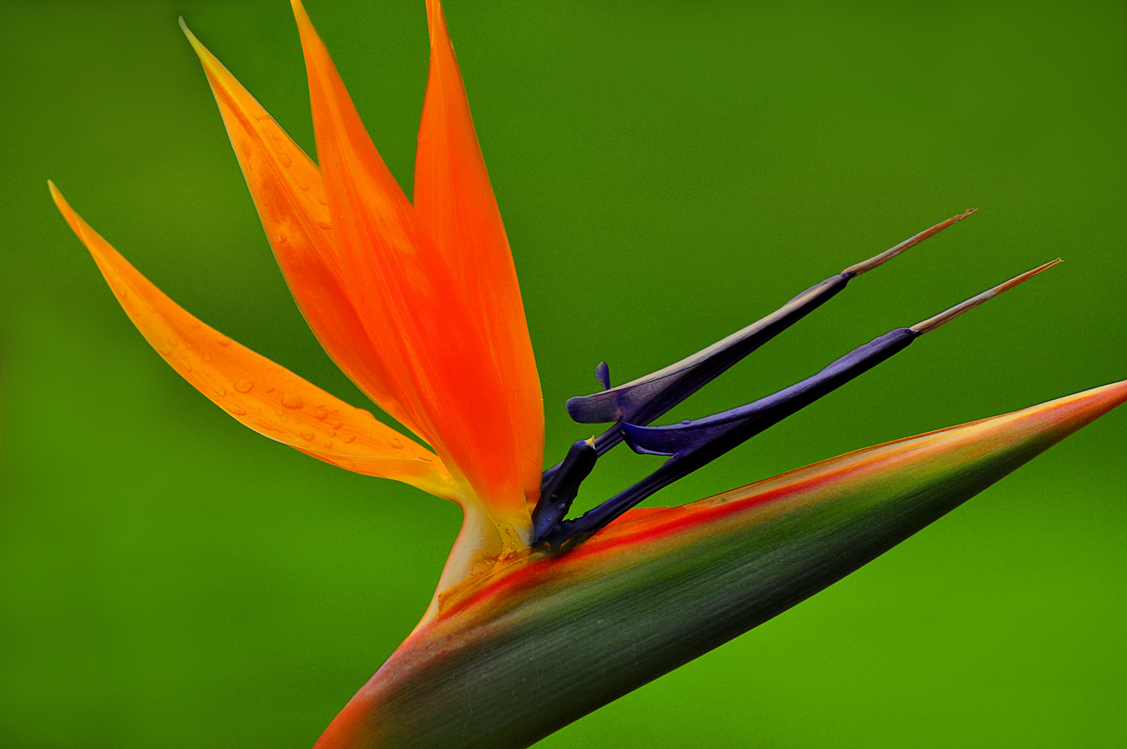 Bird of Paradise on a Field of Green