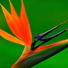Bird of Paradise on a Field of Green