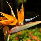 Bird-of-Paradise (Strelitzia reginae)