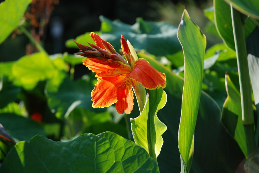 bird of paradise (Strelitzie)