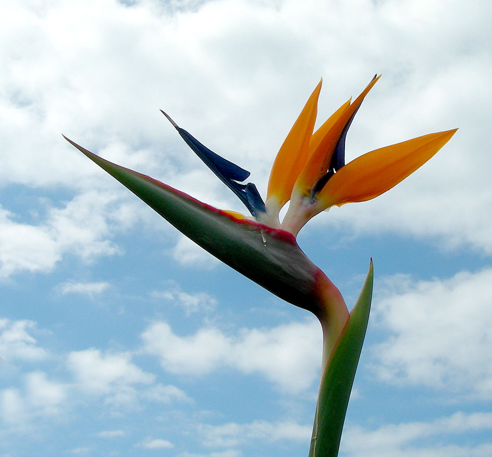 Bird of Paradise with a tear !