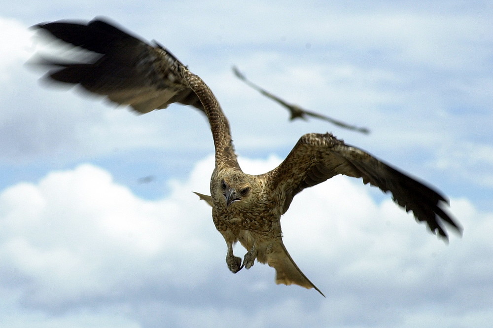 Bird of Prey at Adelaide River, NT, Australia