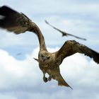 Bird of Prey at Adelaide River, NT, Australia