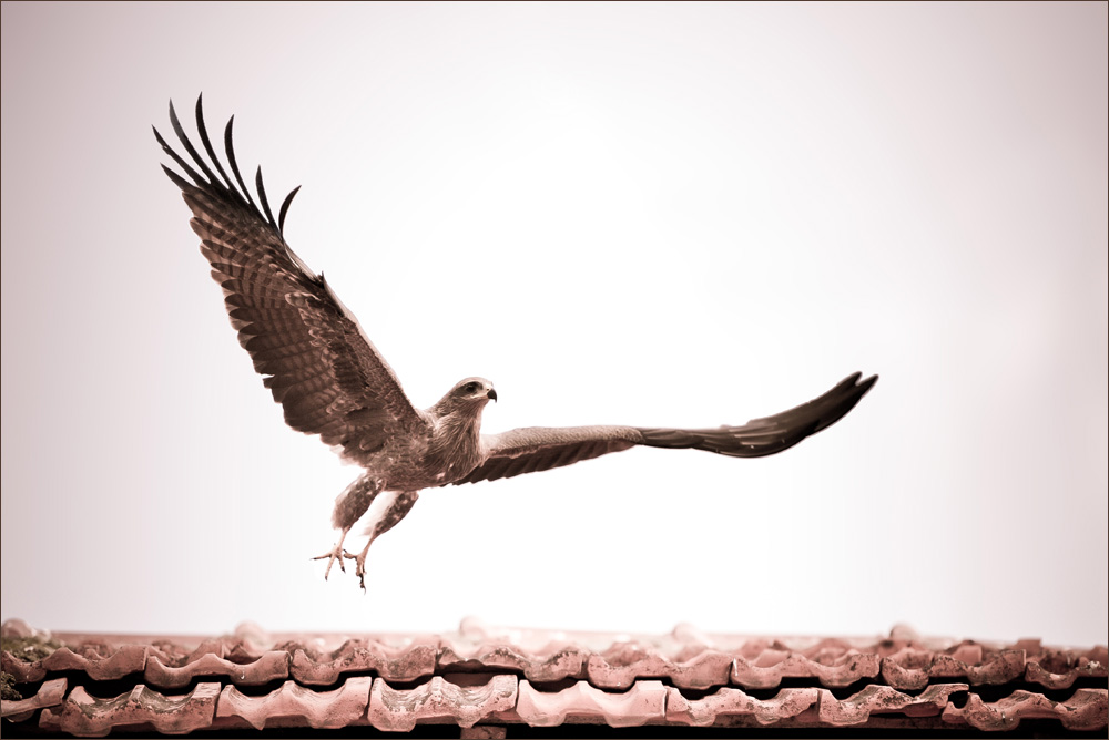 Bird of Prey at Pune Market Yard