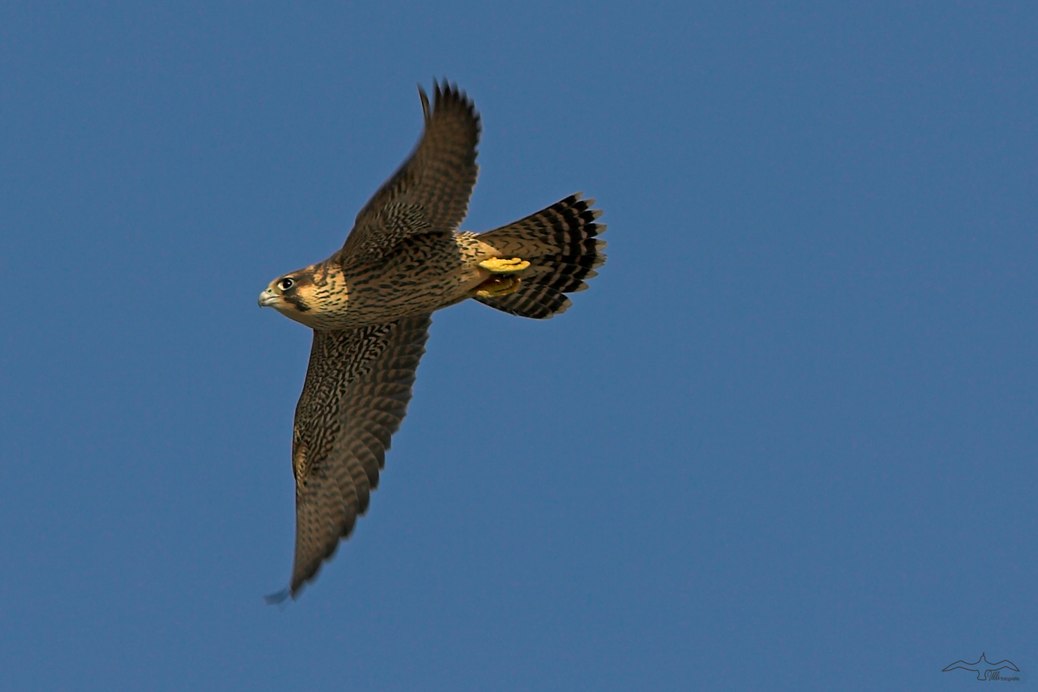 bird of prey: peregrine falcon