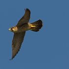 bird of prey: peregrine falcon