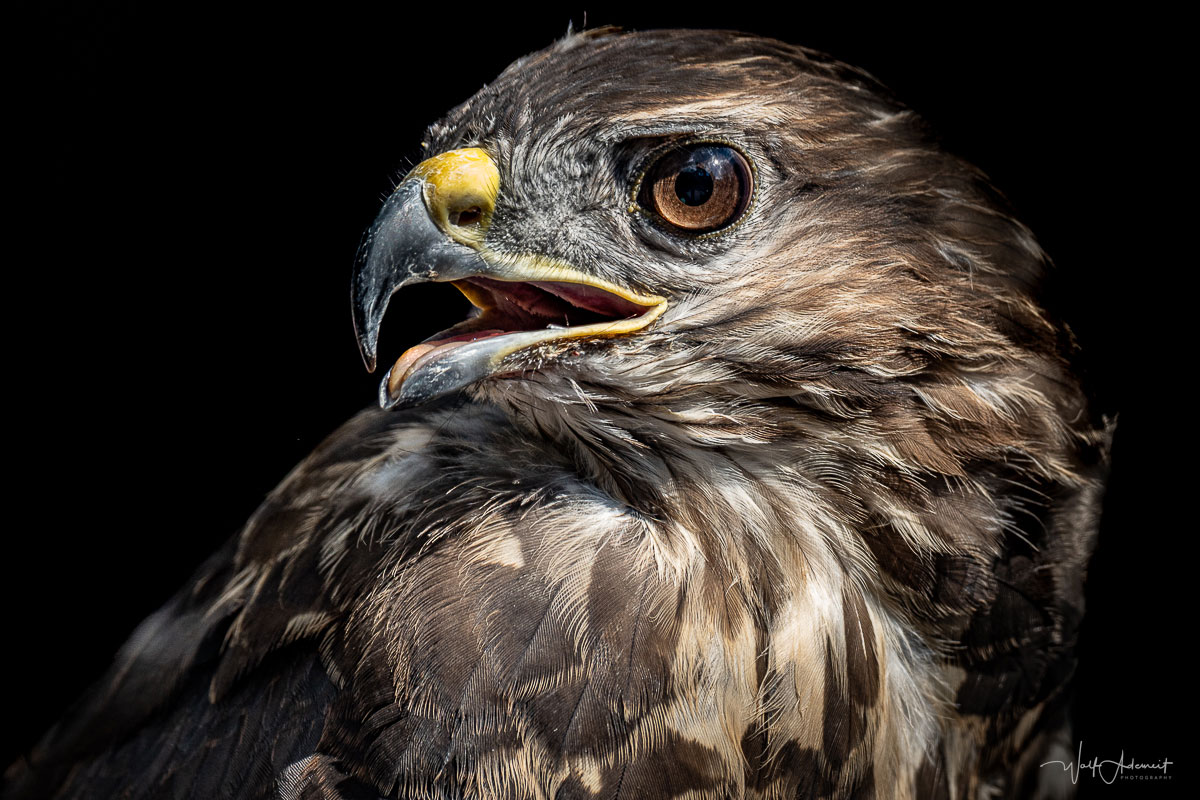 bird of prey portrait