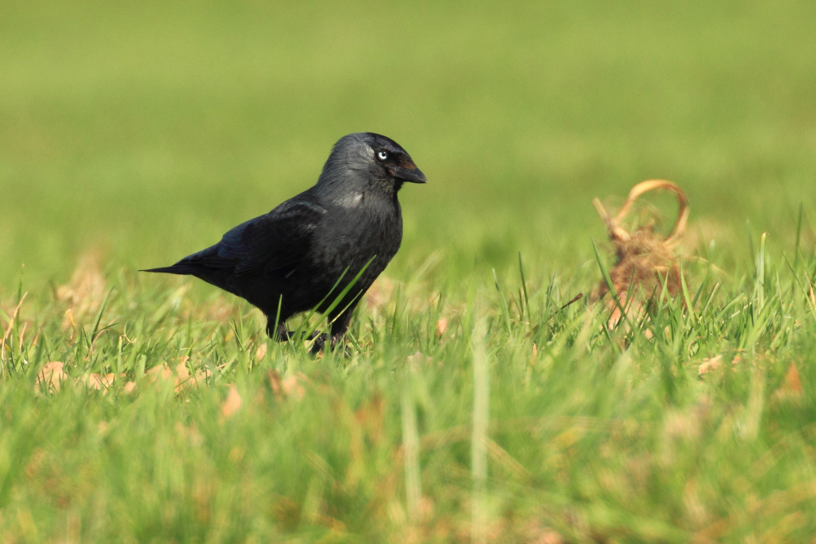 Bird of the Year 2012