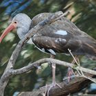 bird on a branch