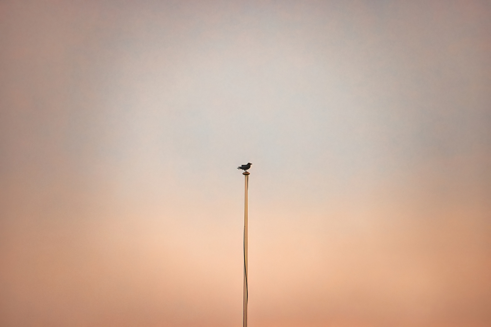 Bird on a flagpole