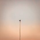 Bird on a flagpole