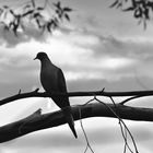 Bird on a Limb