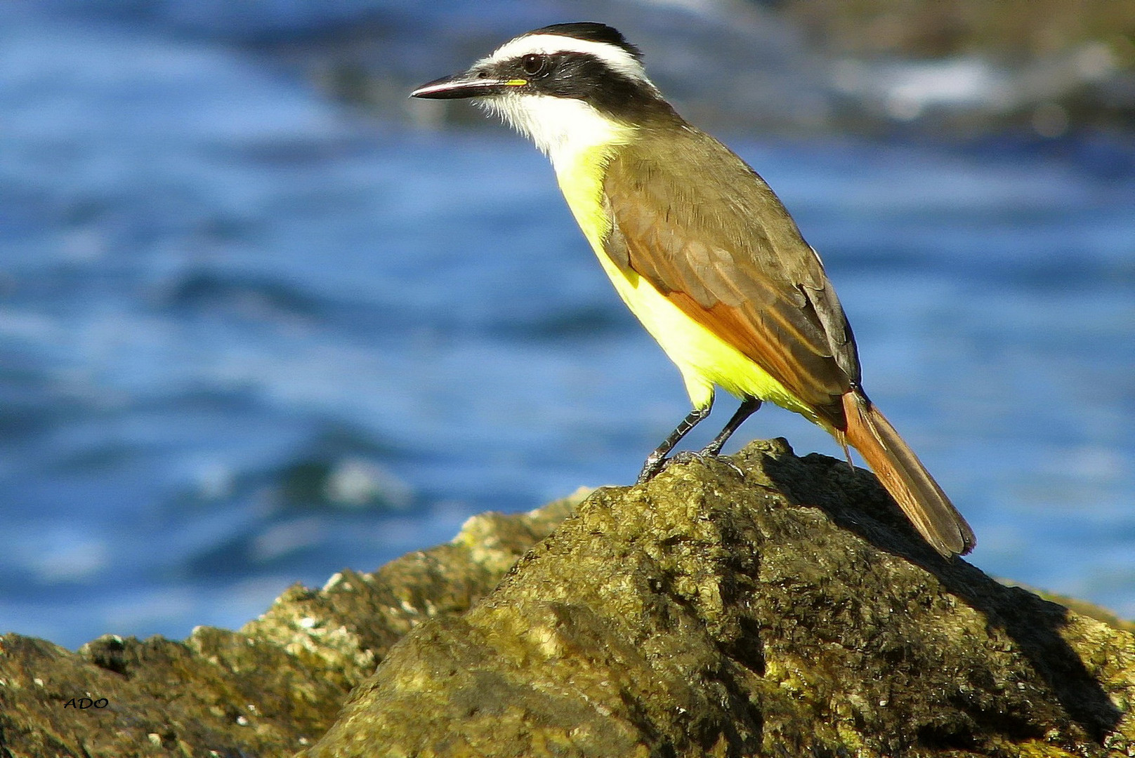 Bird on a Rock