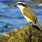 Bird on a Rock