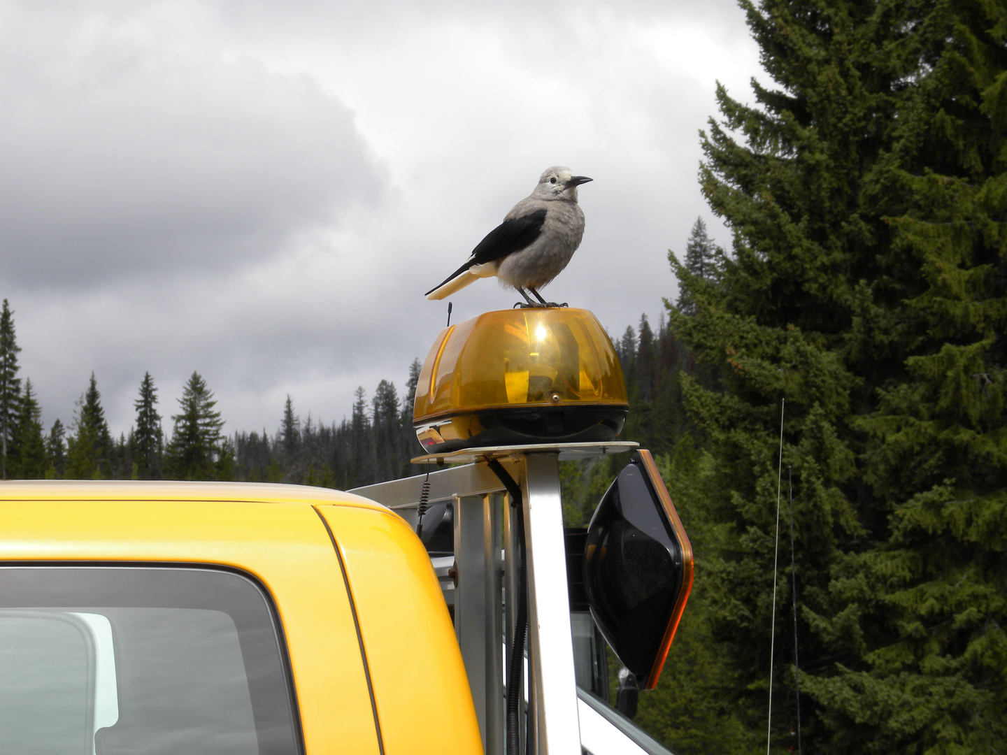 Bird on a roof..................................