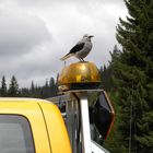 Bird on a roof..................................