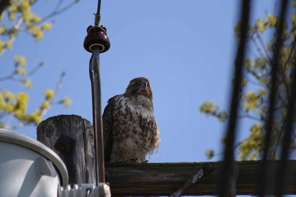 bird on a wire