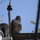 bird on a wire