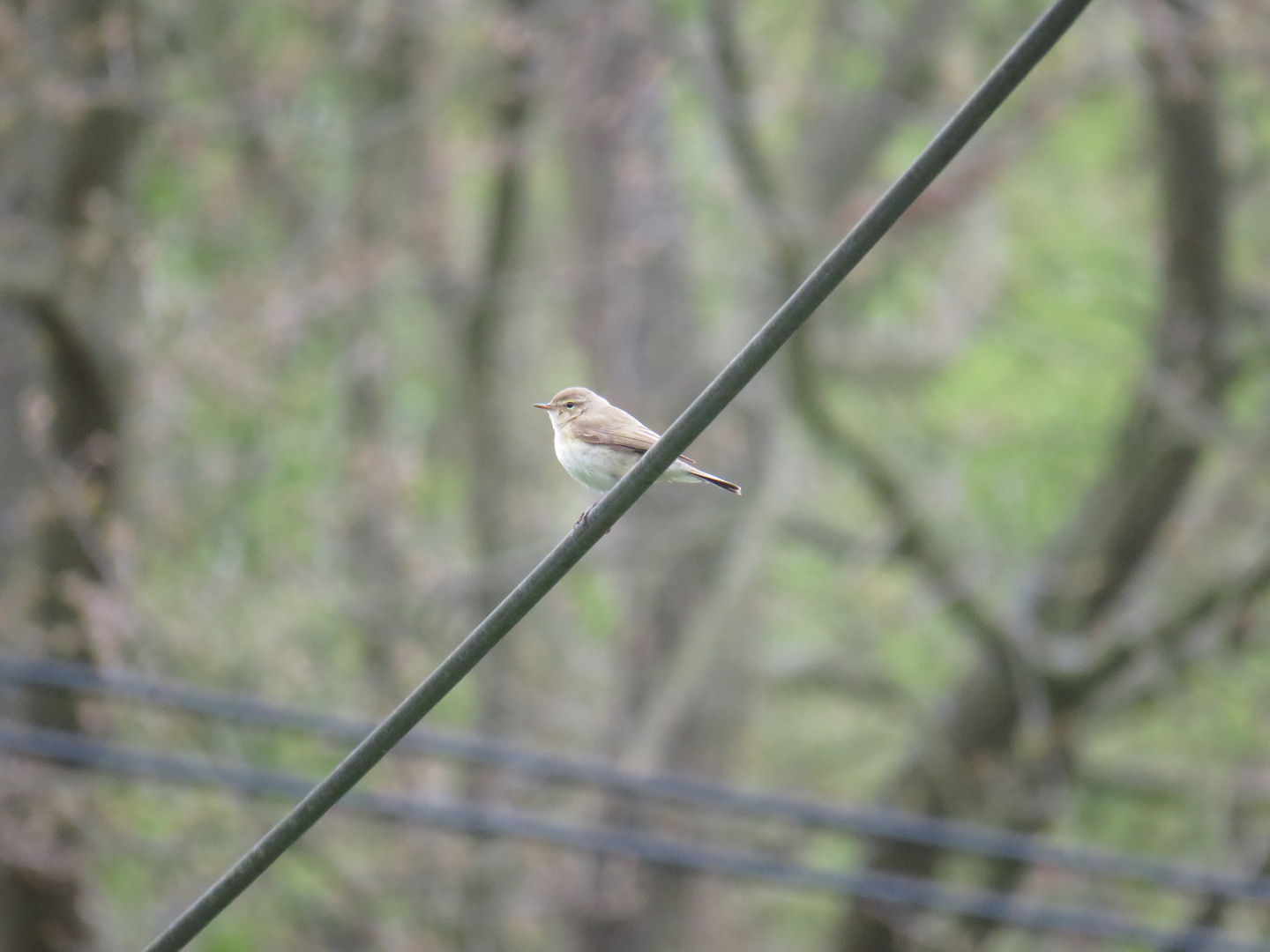 bird on a wire 2