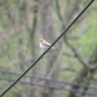 bird on a wire 2