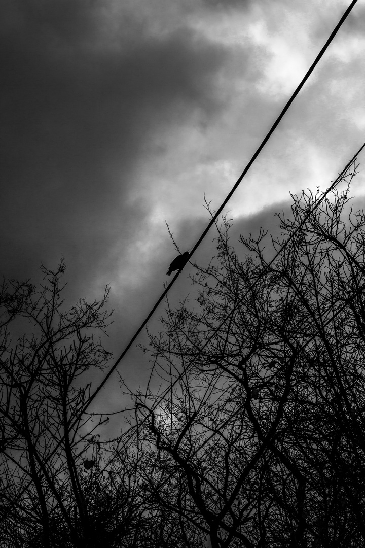 Bird on a wire