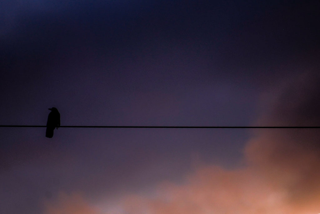 Bird on a wire