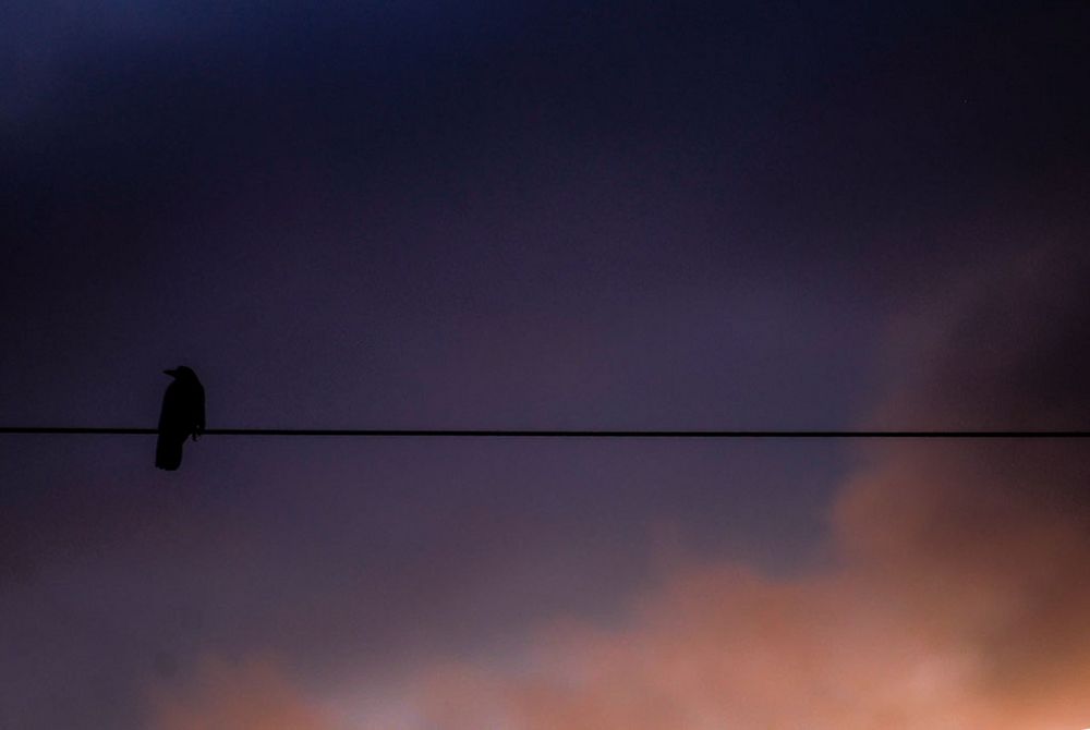 Bird on a wire