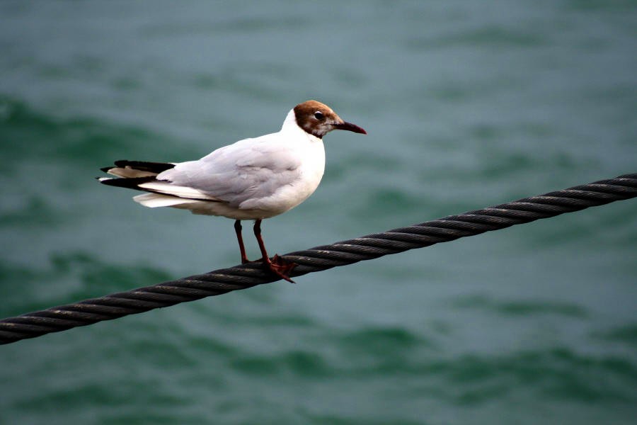 Bird on a wire