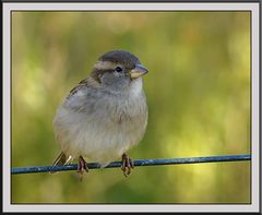 Bird on a wire