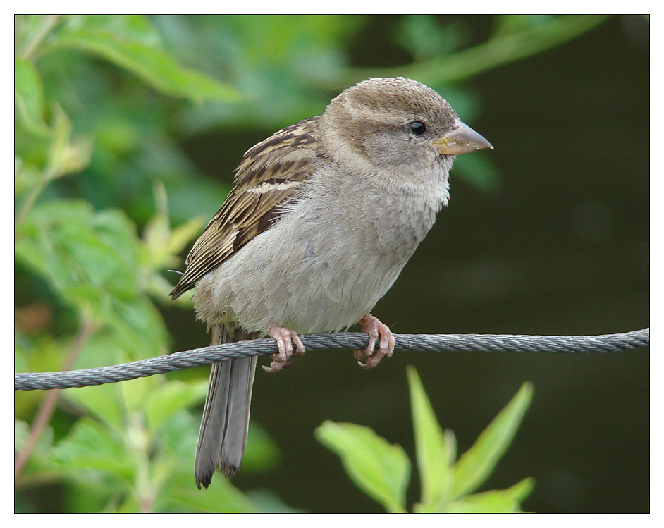 bird on a wire