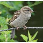 bird on a wire