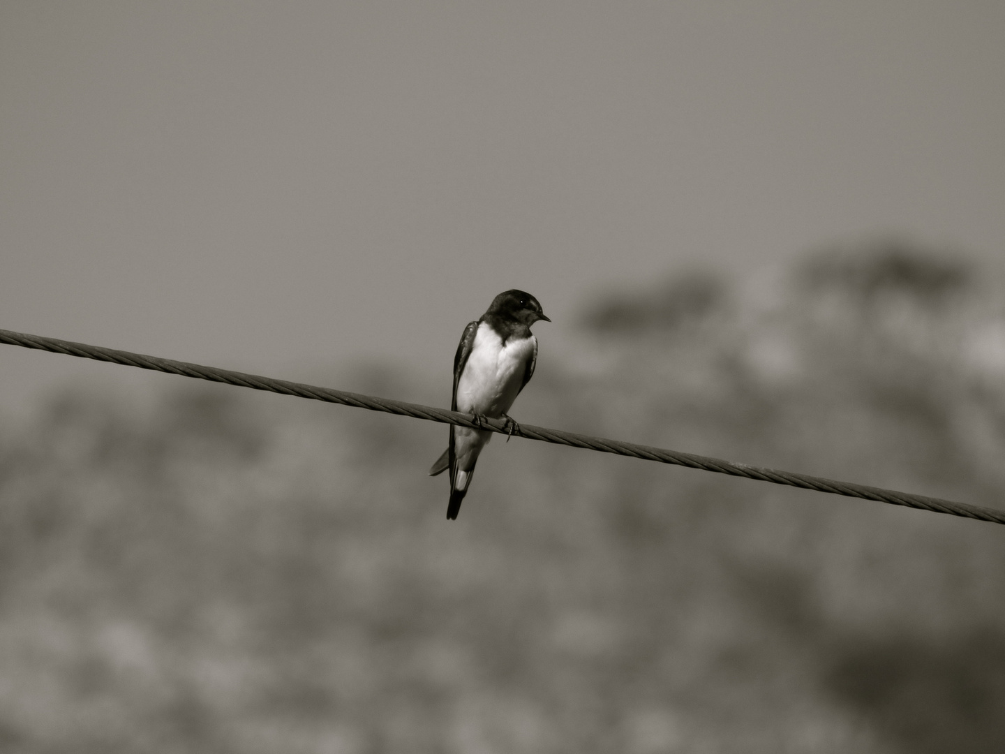 bird on a wire