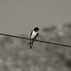 bird on a wire