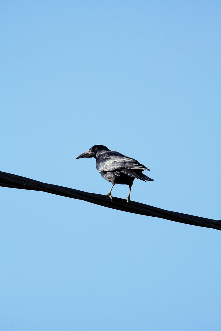 bird on a wire