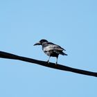 bird on a wire