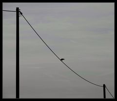 Bird On A Wire