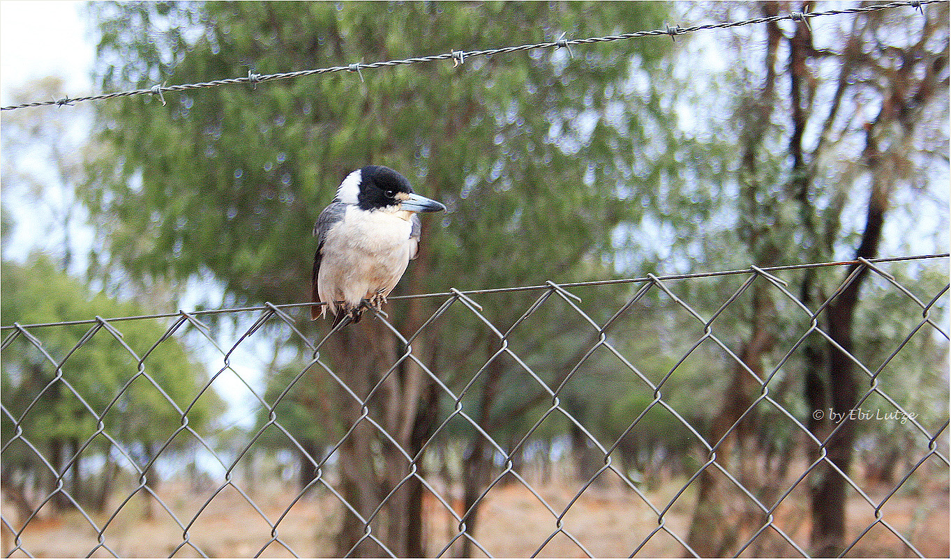 *** Bird on a Wire Fence ***