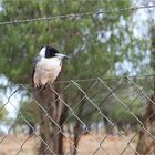 *** Bird on a Wire Fence ***