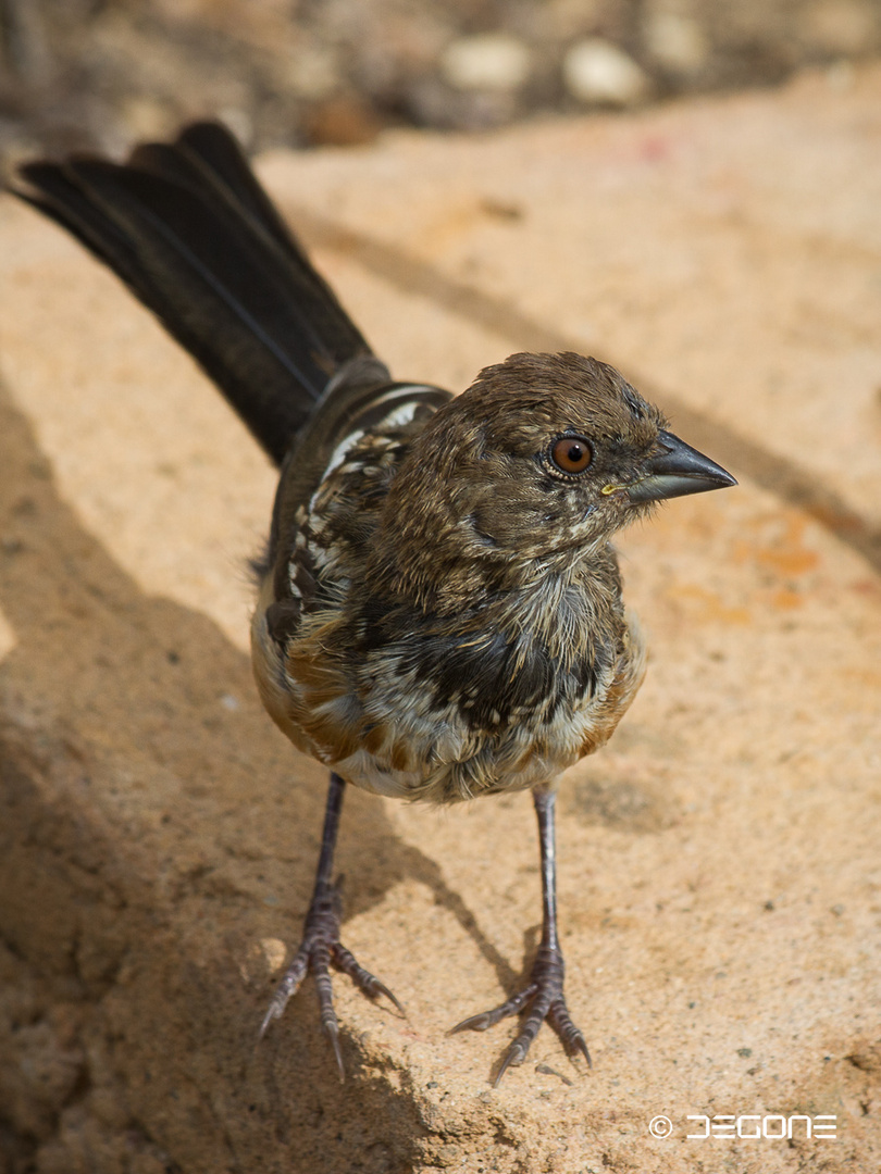 Bird on an rock