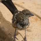 Bird on an rock