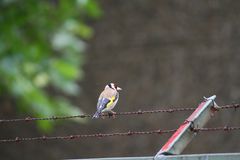 Bird on barbed wire