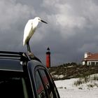 Bird on Car