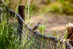 bird on fence