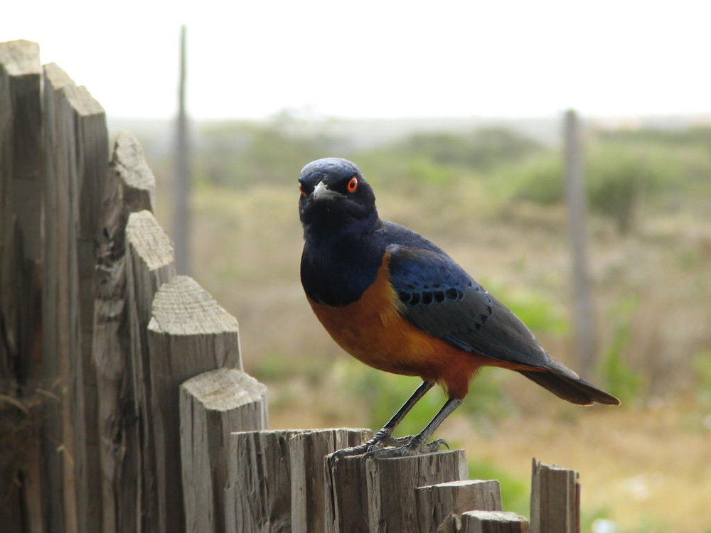 Bird on fence